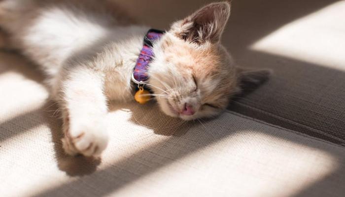 Hình ảnh mèo nằm ngủ đáng yêu