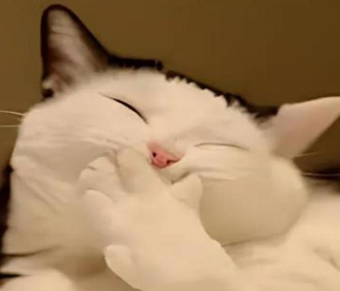 Hình ảnh con mèo cười duyên dáng cute