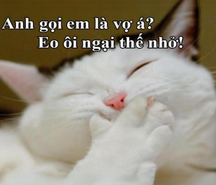 Hình ảnh con mèo cười duyên dáng cute