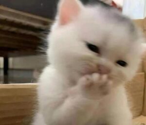 Hình ảnh con mèo cười duyên dáng cute