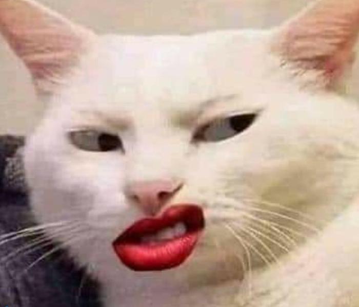 Hình mèo cười cười đêỉ, cười nhếch