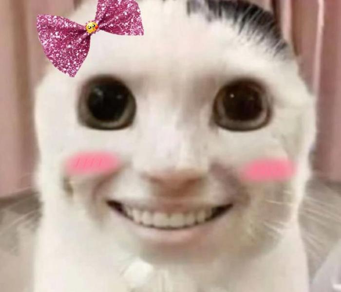 Hình ảnh mèo cười meme hài