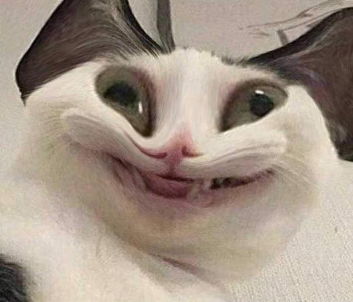 Hình ảnh mèo cười meme bựa