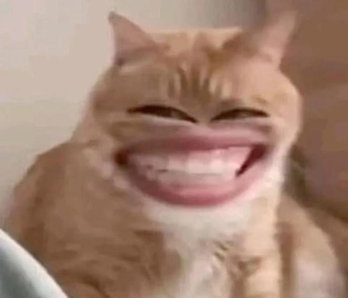Hình ảnh mèo cười meme hài
