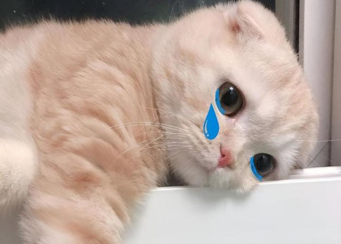Hình ảnh mèo khóc cute