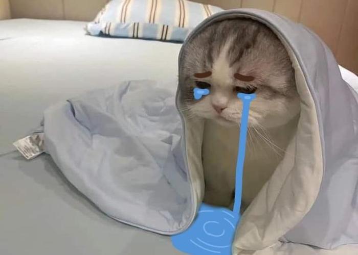 Hình ảnh mèo khóc cute