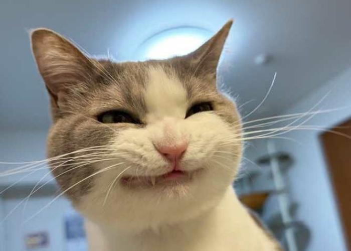 Hình ảnh mèo cười meme hài