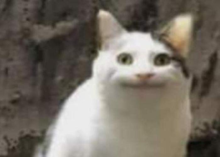 Hình ảnh mèo cười meme hài