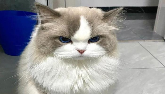 Hình con mèo giận dỗi