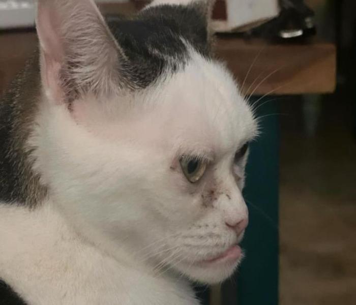 Hình ảnh con mèo giận dỗi cute đáng yêu
