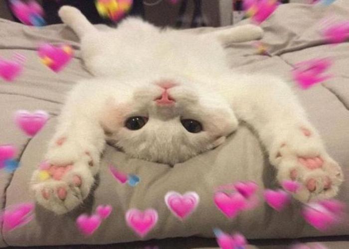 Hình meme mèo trái tim cute