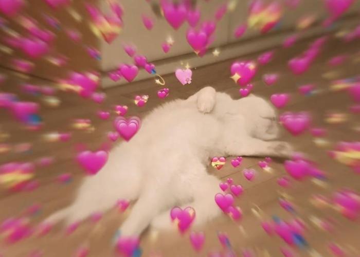 Ảnh mèo trái tim cute