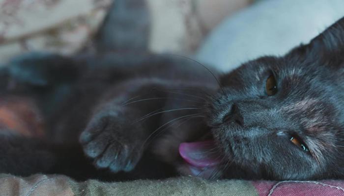 Hình ảnh mèo đen đẹp, cute