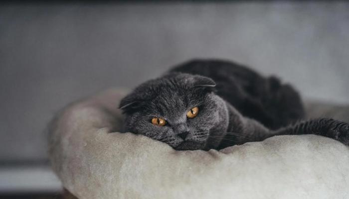 Hình ảnh mèo đen ngầu, dễ thương