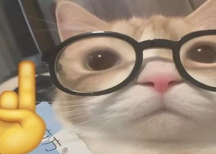 Hình ảnh mèo ngầu đeo kính meme