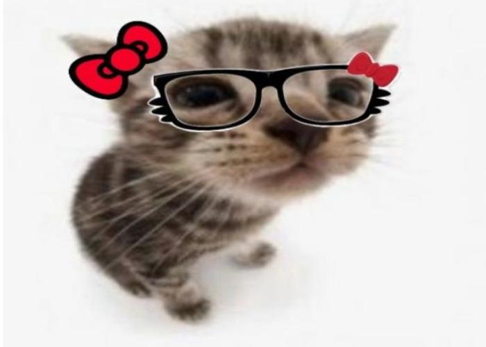 Ảnh meme mèo đeo kính