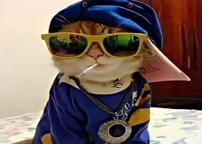 Hình ảnh mèo ngầu đeo kính meme