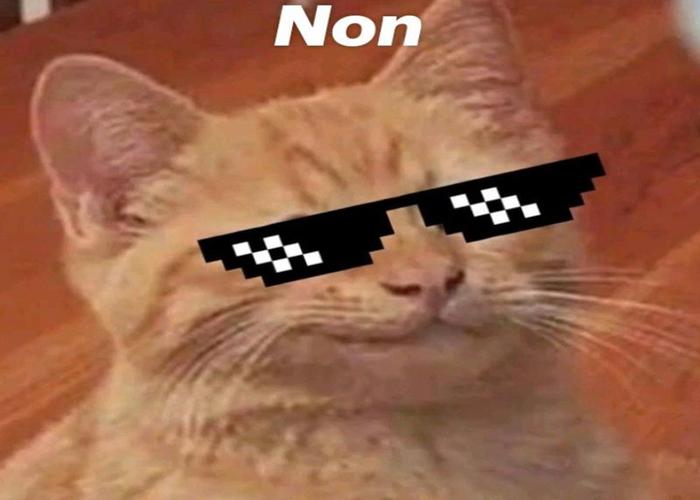 Ảnh meme mèo đeo kính
