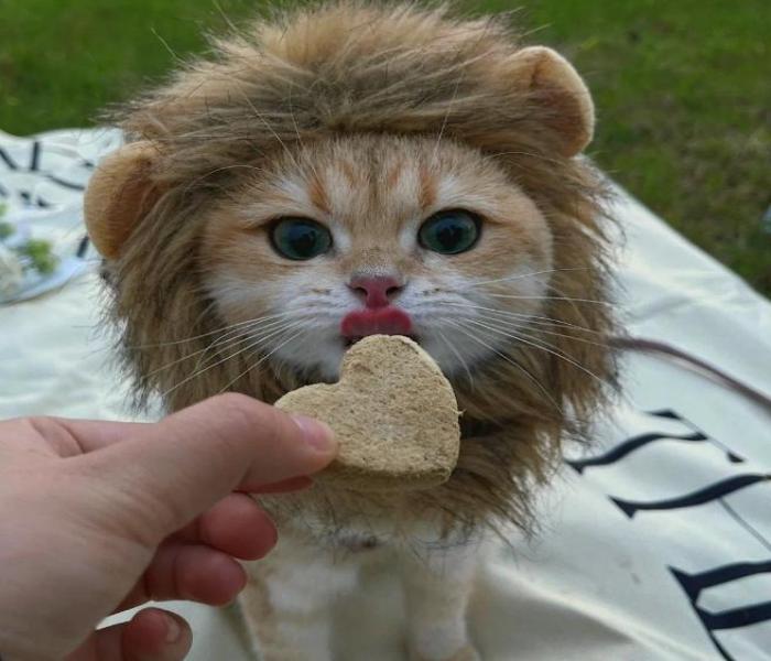 Hình mèo đực cute đáng yêu