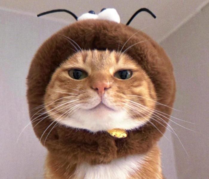 Hình mèo đực cute đáng yêu