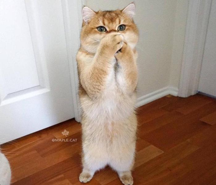 Hình ảnh con mèo đứng 2 chân meme hài hước