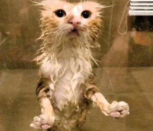Hình ảnh con mèo đứng 2 chân meme hài hước