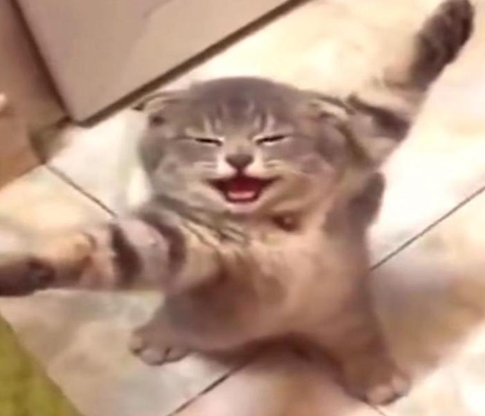 Hình ảnh con mèo đứng 2 chân meme hài hước