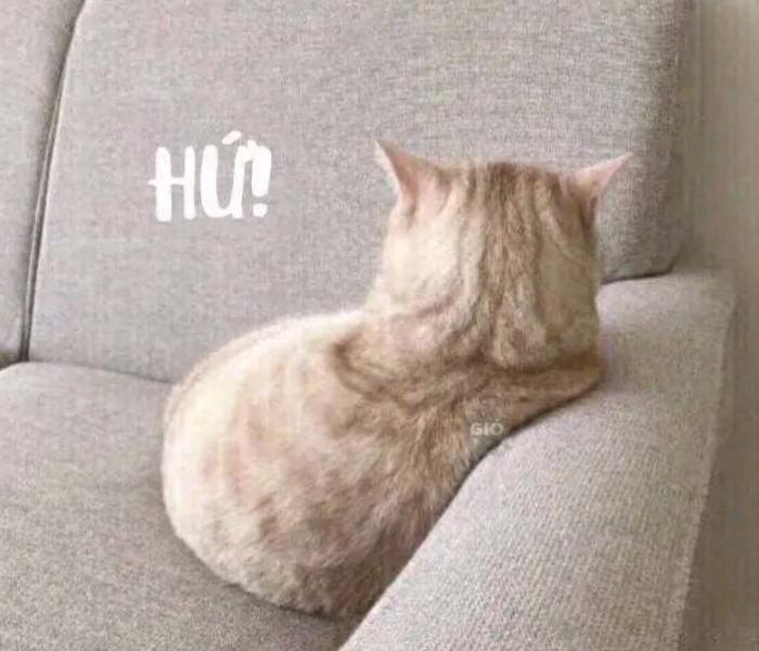 Hình ảnh con mèo giận dỗi cute đáng yêu