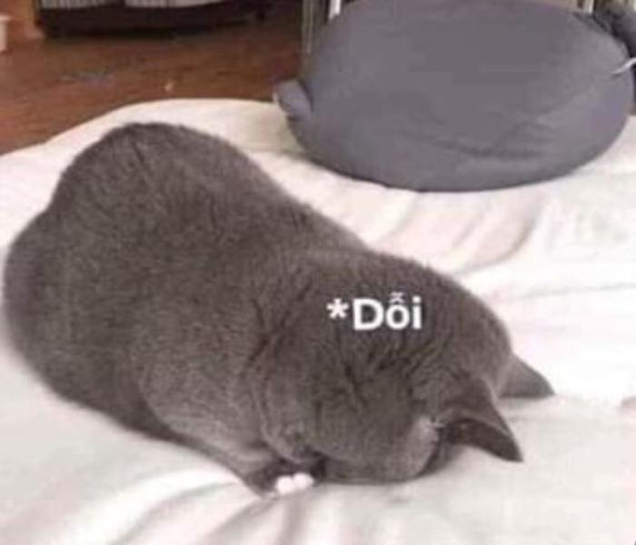 Hình con mèo giận dỗi