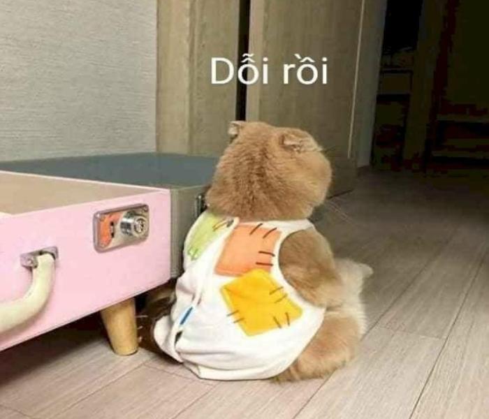 Hình ảnh con mèo giận dỗi cute đáng yêu