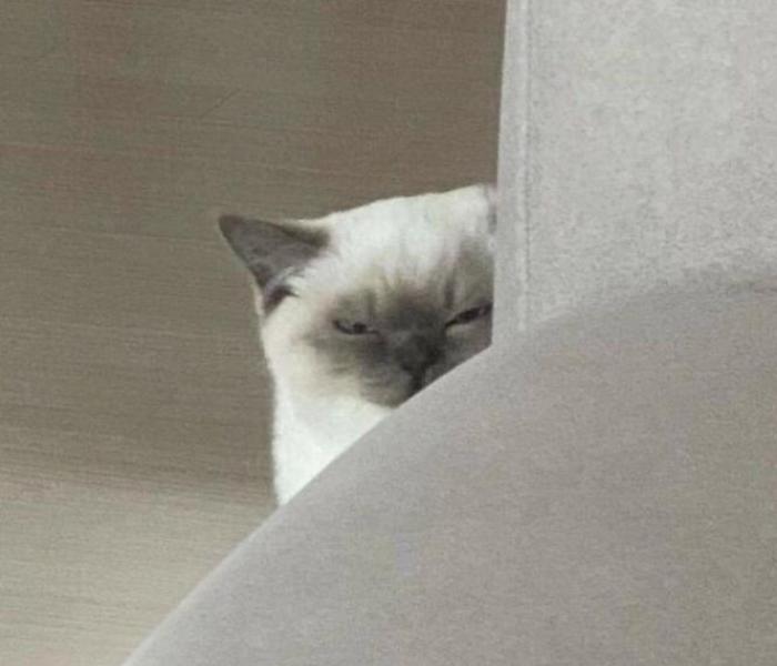 Hình ảnh con mèo giận dỗi cute đáng yêu
