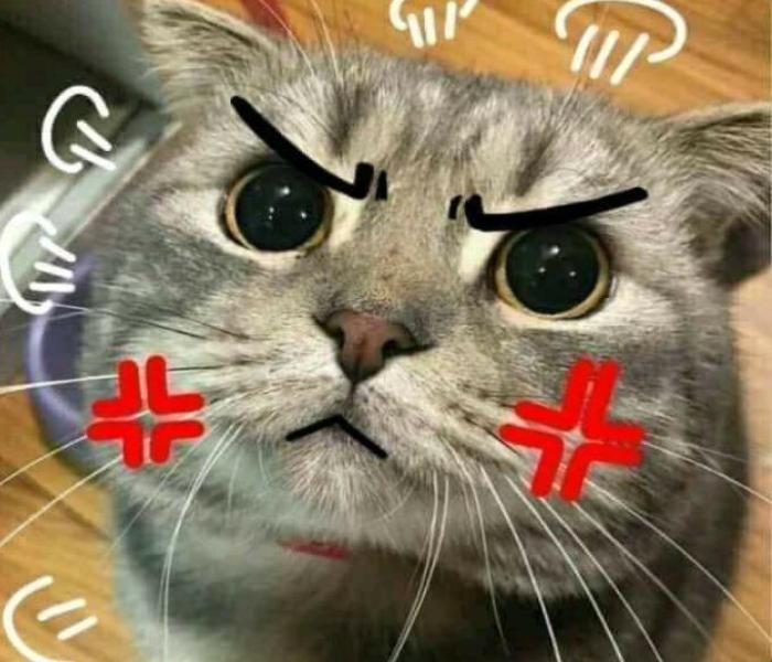 Hình ảnh mèo giận meme hài hước