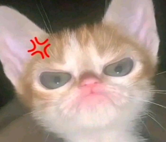 Hình ảnh mèo giận meme hài hước