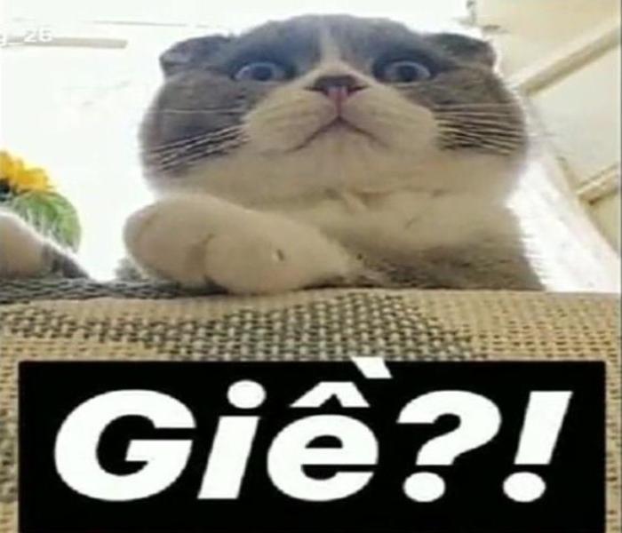 Hình ảnh mèo giận meme hài hước