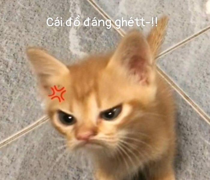 Hình ảnh mèo giận meme hài hước