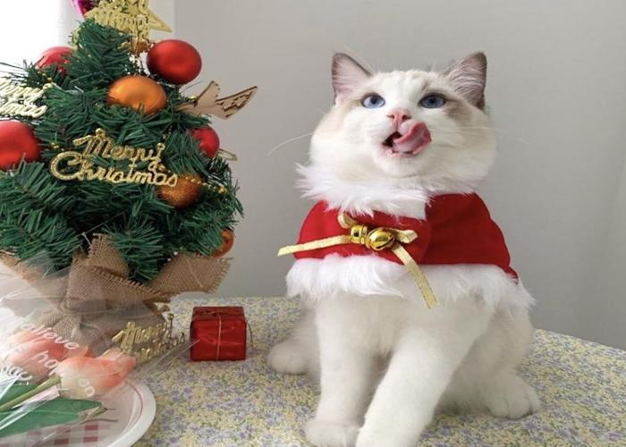 Ảnh mèo noel cute
