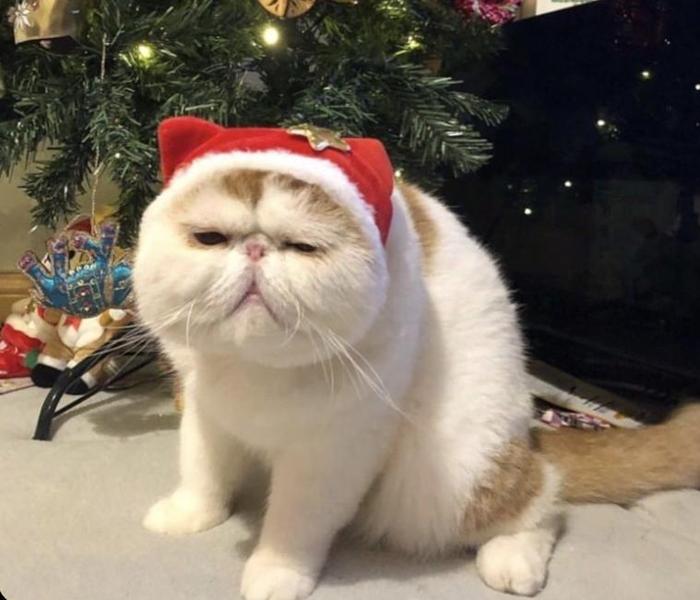 Hình ảnh con mèo meme Giáng Sinh Noel hài hước