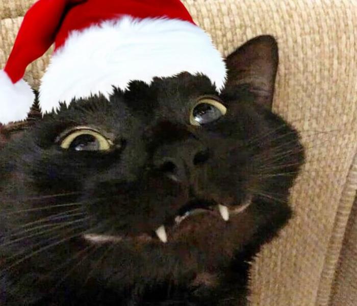 Hình ảnh con mèo meme Giáng Sinh Noel hài hước