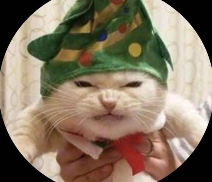 Hình ảnh con mèo meme Giáng Sinh Noel hài hước
