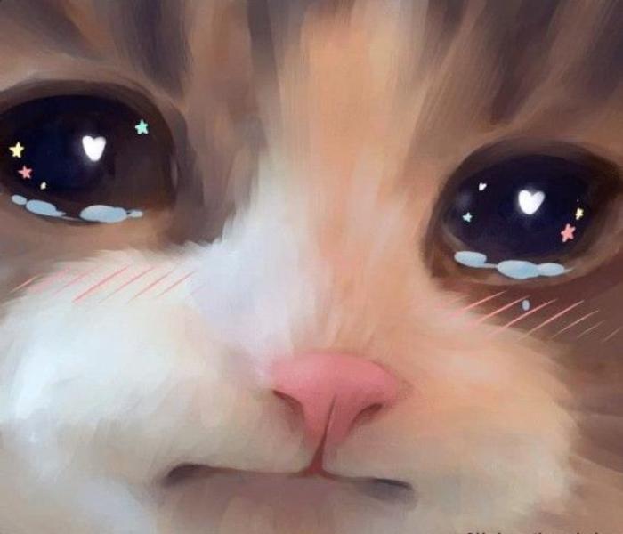 Bộ +116 Hình Ảnh Mèo Khóc Meme, Ảnh Mèo Hài Hước Đáng Yêu Cười Xỉu
