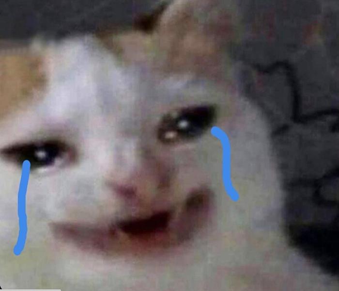 Hình mèo meme khóc cười hài hước