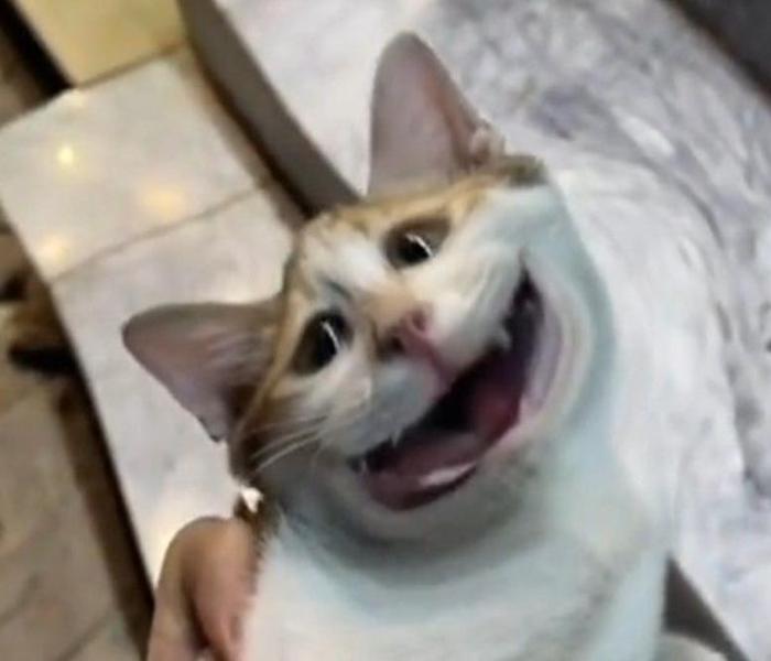Hình mèo meme khóc cười hài hước