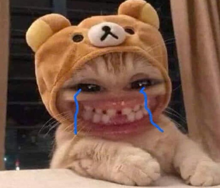 Hình mèo meme khóc cười hài hước
