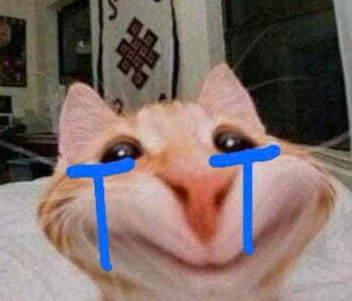 Hình mèo meme khóc cười hài hước