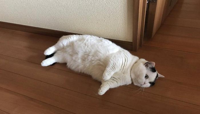 Hình ảnh mèo lười cute đáng yêu