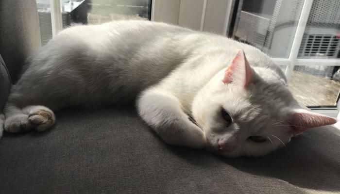Hình ảnh mèo lười cute đáng yêu