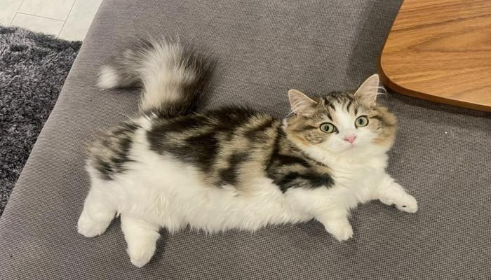 Hình ảnh mèo lười cute đáng yêu