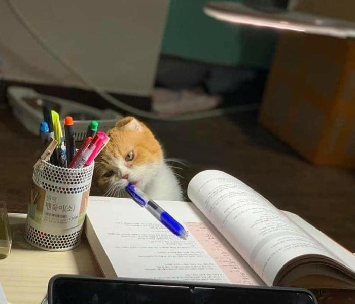 Hình ảnh mèo lười cute đáng yêu