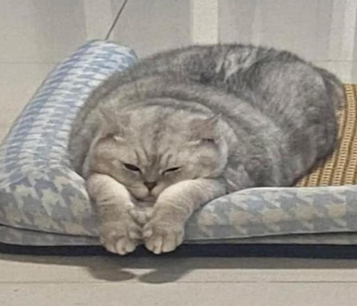 Hình ảnh mèo lười cute đáng yêu