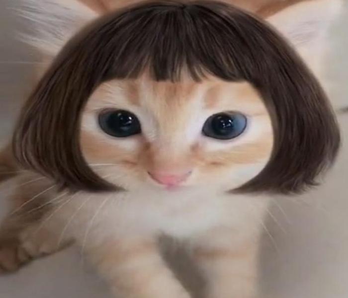 Hình ảnh mèo ngáo ngố bựa meme hài hước